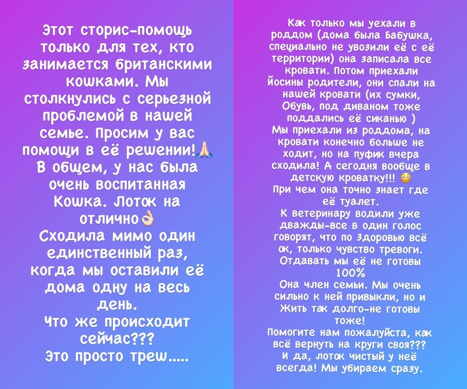 Саша шокирована поведением кошки ​Фото: «Инстаграм» 